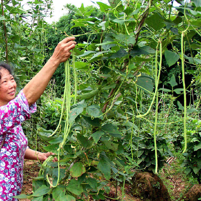 蔬菜公司起名字大全免费大全？蔬菜公司起名方法有哪些？