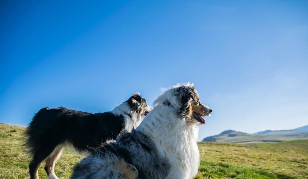 牧羊犬起名字起名公司大全免费宠物名字可以这样找